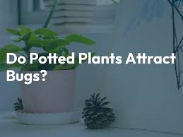 Indoor Plants Attract Bugs