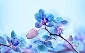 Orchid Blumen, blaue Farbe ...
