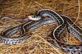 Corn snake / red rat snake. Bluestripe Garter Snake The Bluestripe Garter Snake Occurs Along The Florida Gulf Coast From Eastern Wakulla Co In Gulf Coast Florida Snake Blue Black Color