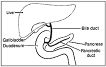 Image result for gallbladder digestive system
