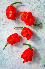 trinidad scorpion pepper chili pepper