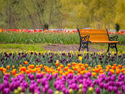 srinagar s tulip garden to open in