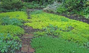 It features tiny, fragrant leaves and flowers that can be used. Ground Cover Plants As Lawn Replacements Borders Epic Gardening