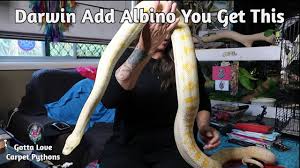 albino darwin carpet python time today