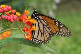 spread parasites that harm monarchs