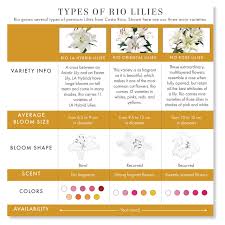 spring talks types of lilies rio roses