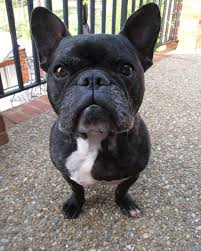 Alaska » mini e (small clone of elvis). What You Need To Know About Feeding Your French Bulldog Pethelpful By Fellow Animal Lovers And Experts