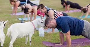 Goat Yoga?