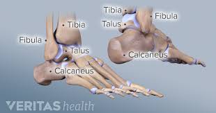 License image the bones of the leg are the femur, tibia, fibula and patella. Ankle Joint Anatomy And Osteoarthritis