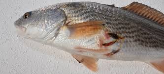 Do red drum have worms?