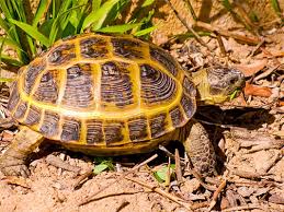 russian tortoise care guide 2022