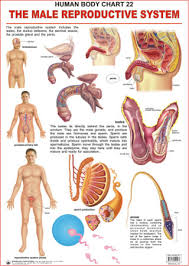 Human Body Charts The Male Reproductive System