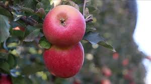 Karaman'dan 20 ülkeye 100 bin tonun üzerinde elma ihracatı