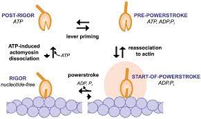Myosin complexed with ADP and blebbistatin reversibly adopts a conformation  resembling the start point of the working stroke | PNAS