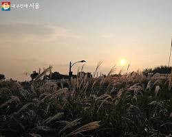 서울 마포구 하늘공원 억새밭, AI로 생성