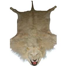 taxidermy lion rug mount lrms0a