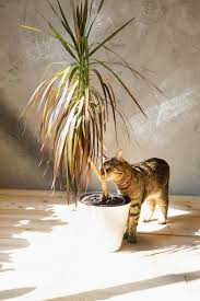 Potted Plant By A Pet Danger