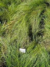 Carex depauperata - Wikipedia