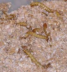 mealworm farm meal worms