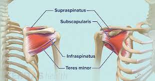 The shoulder clinic of idaho is the first practice in idaho devoted exclusively to the treatment of the shoulder. Soft Tissues Of The Shoulder