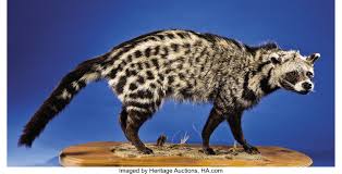 (countable) a carnivorous catlike animal, civettictis civetta, that produces a musky secretion. African Civet Cat Full Body Mount Zoology Taxidermy Lot 41266 Heritage Auctions