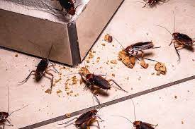 does borax kill roaches how to get