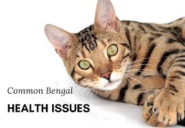 Before you set your heart on owning a bengal cat, it's essential that you're fully aware of the costs associated with owning this breed. The Joys And Hazards Of Living With A Pet Bengal Cat Pethelpful By Fellow Animal Lovers And Experts