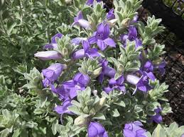 Fortunately, there are plenty of great options for growing shrubs that will give you this magnificent color with their. Purple Our Plant List Australian Outback Plants Native Plant Nursery Usa
