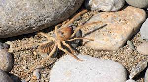 In the former case they supposedly jump up from the ground and grab onto camels' bellies. 15 Arachnophobic Facts About Camel Spiders Mental Floss