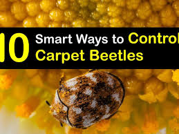 handling a carpet beetle problem