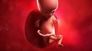 Fetal Heartbeat When Can You Hear Fetal Heartbeat Baby