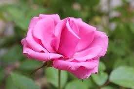 Hampir semua daripada kita ketahui bunga mawar melambangkan cinta (ia juga melambangkan keghairahan), tetapi adakah anda tahu apa maksud bunga yang lain yang biasa kita lihat seperti tulips, kekwa, matahari. 10 Warna Bunga Mawar Dan Maknanya Apa Favoritmu