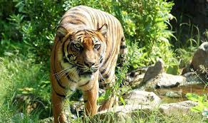 Sumatran Tiger Population On The Road To Recovery Asian