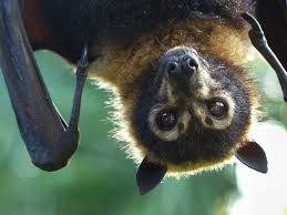 common questions about bats critter