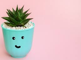 cute plant names to call your plant baby