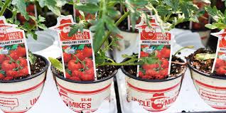 Tomatoes For Container Growing
