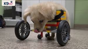 makes wheelchair for disabled dog