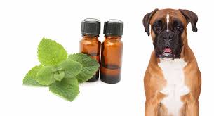 Peppermint Oil Safe For Dogs With Fleas