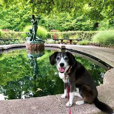 dog friendly guide to central park