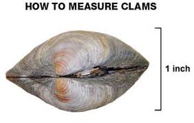 Oysters Clams Maryland Fishing Regulations 2019
