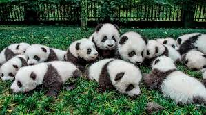 cute panda es backiee