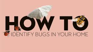how to identify bugs in your home spot