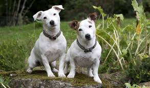 Jack Russell Terrier Breed Information