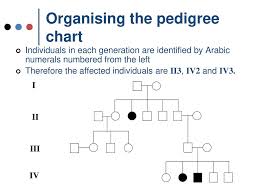 Pedigree Charts A Family History Of A Genetic Condition