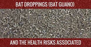 bat droppings guano the potential