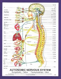 Autonomic Nervous System Chart Chiropractic Pasaporte A La