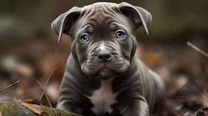 pitbull puppy eyes cute wallpaper hd