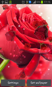 red rose live wallpaper for android