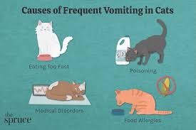 frequent vomiting in cats