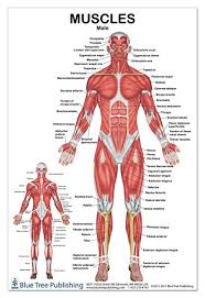 Muscle Diagram Wiring Diagram